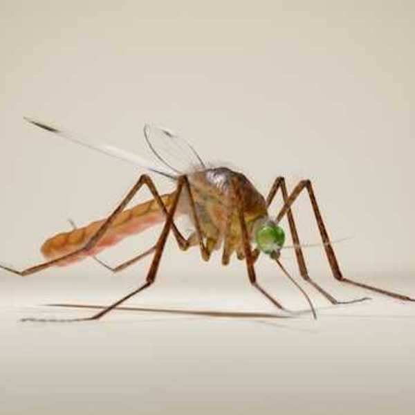 An illustration of a mosquito on a beige background