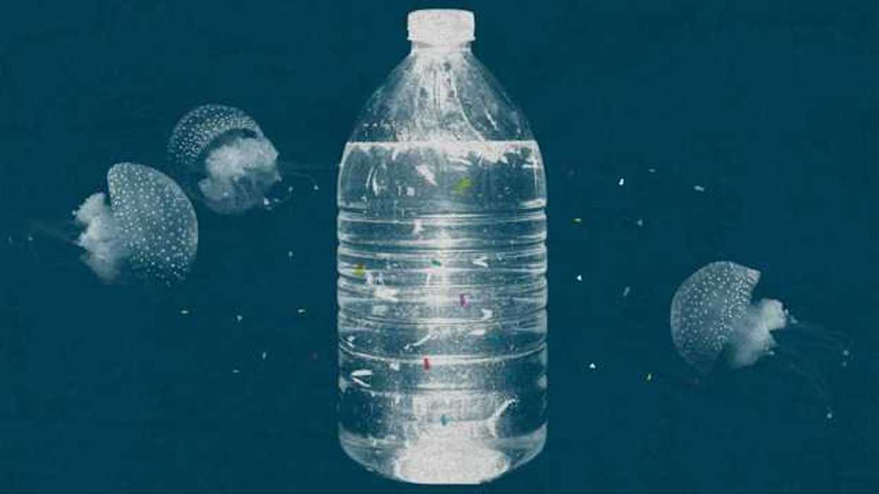 An illustration of a plastic water bottle floating upright among jellyfish