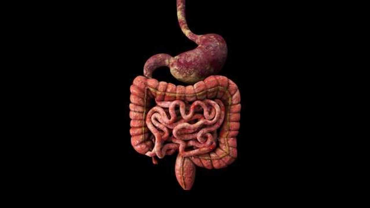 An illustration of a stomach and intestines against a black background
