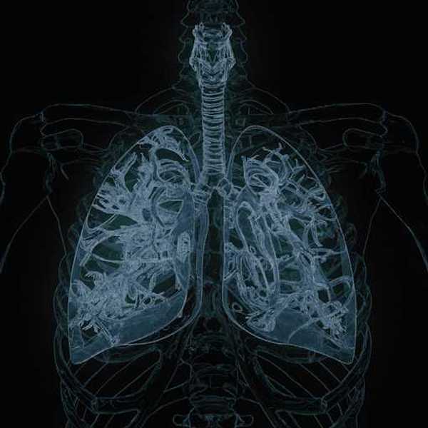 An illustration of human lungs