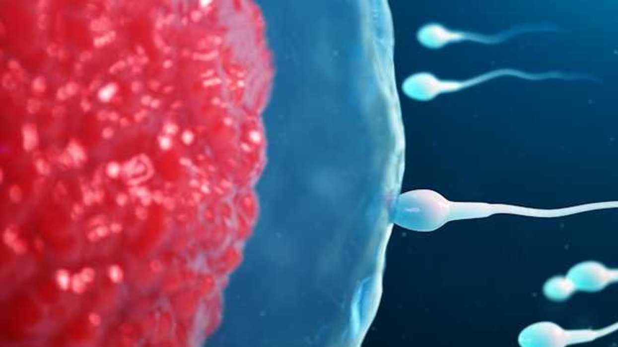 An illustration of several sperm moving toward an egg