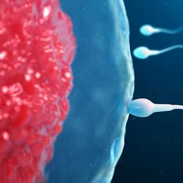 An illustration of sperm advancing toward an egg