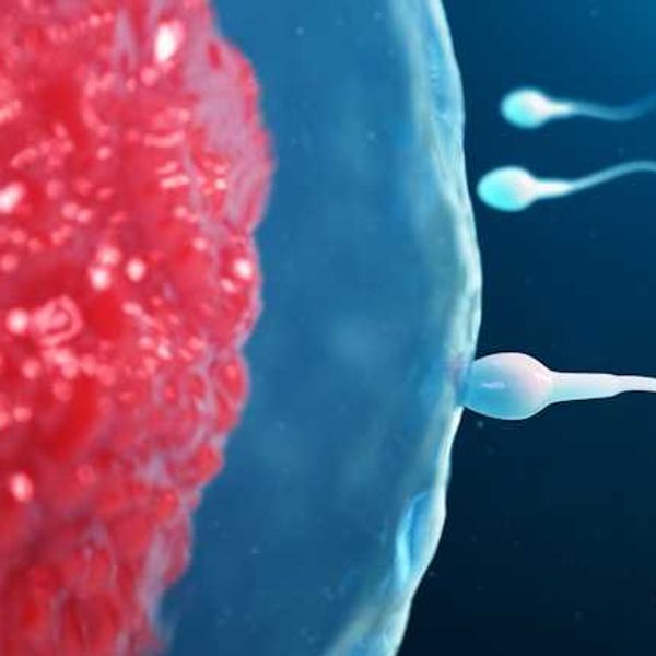 An illustration of sperm entering an egg