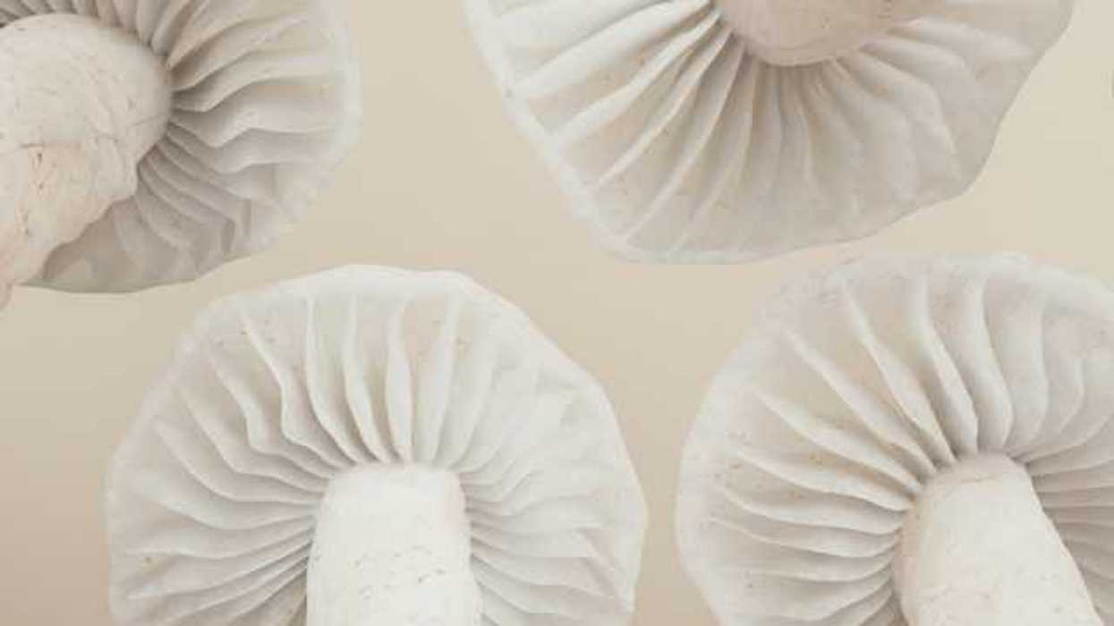 An illustration of white mushrooms viewed from below