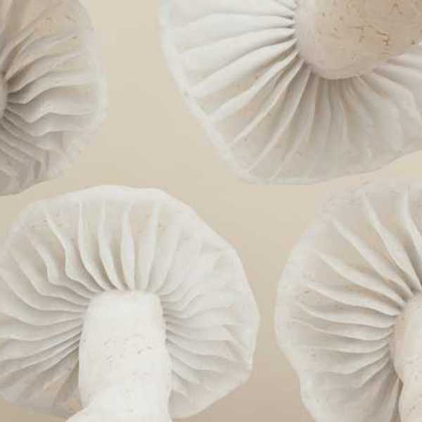 An illustration of white mushrooms viewed from below
