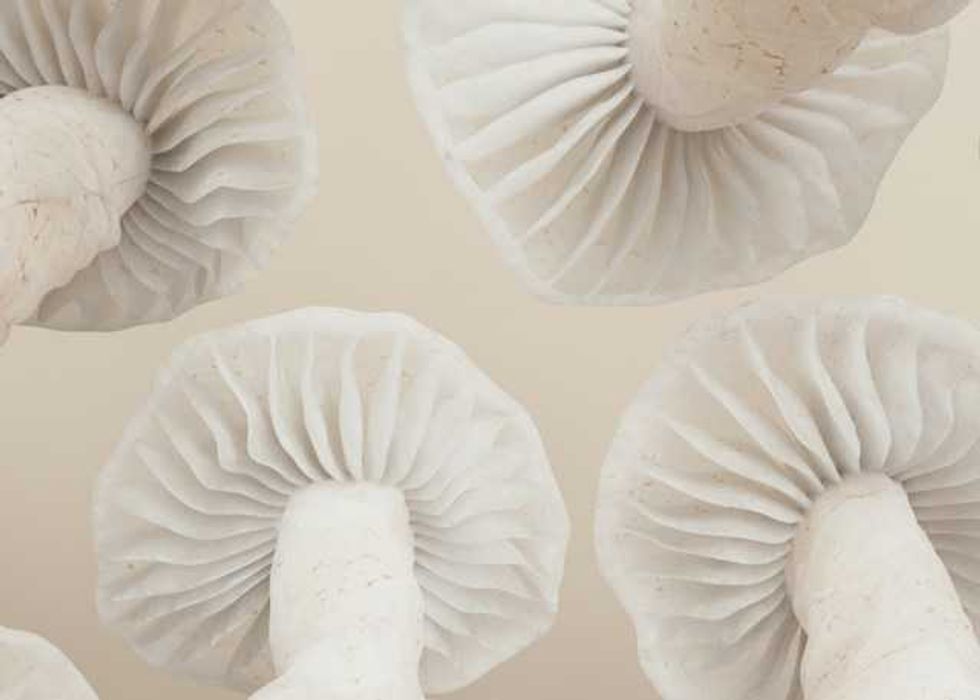 Image of World Mushroom Day: From food to plastic replacement