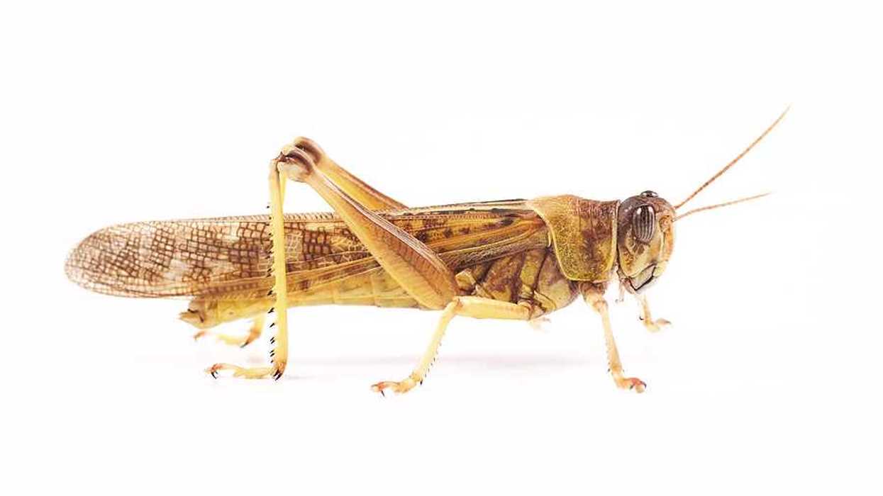 An insect called a locust on a white background