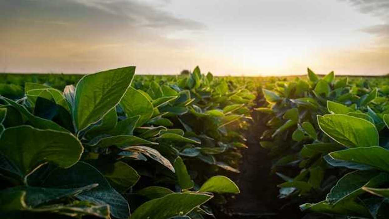 An open soybean field at sunset