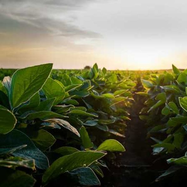 US EPA let Bayer pick regulations for destructive weedkiller, documents show