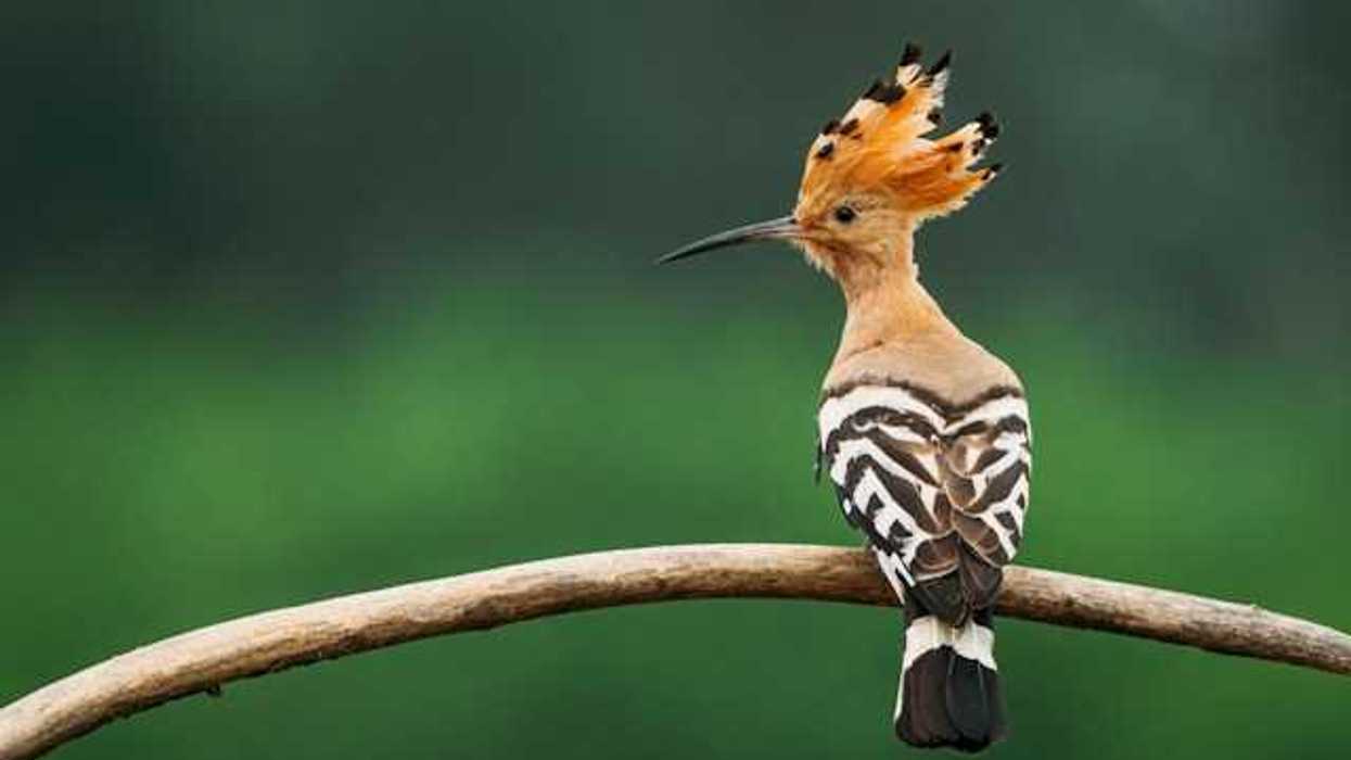 An orange and brown tropical bird sitting on a branch