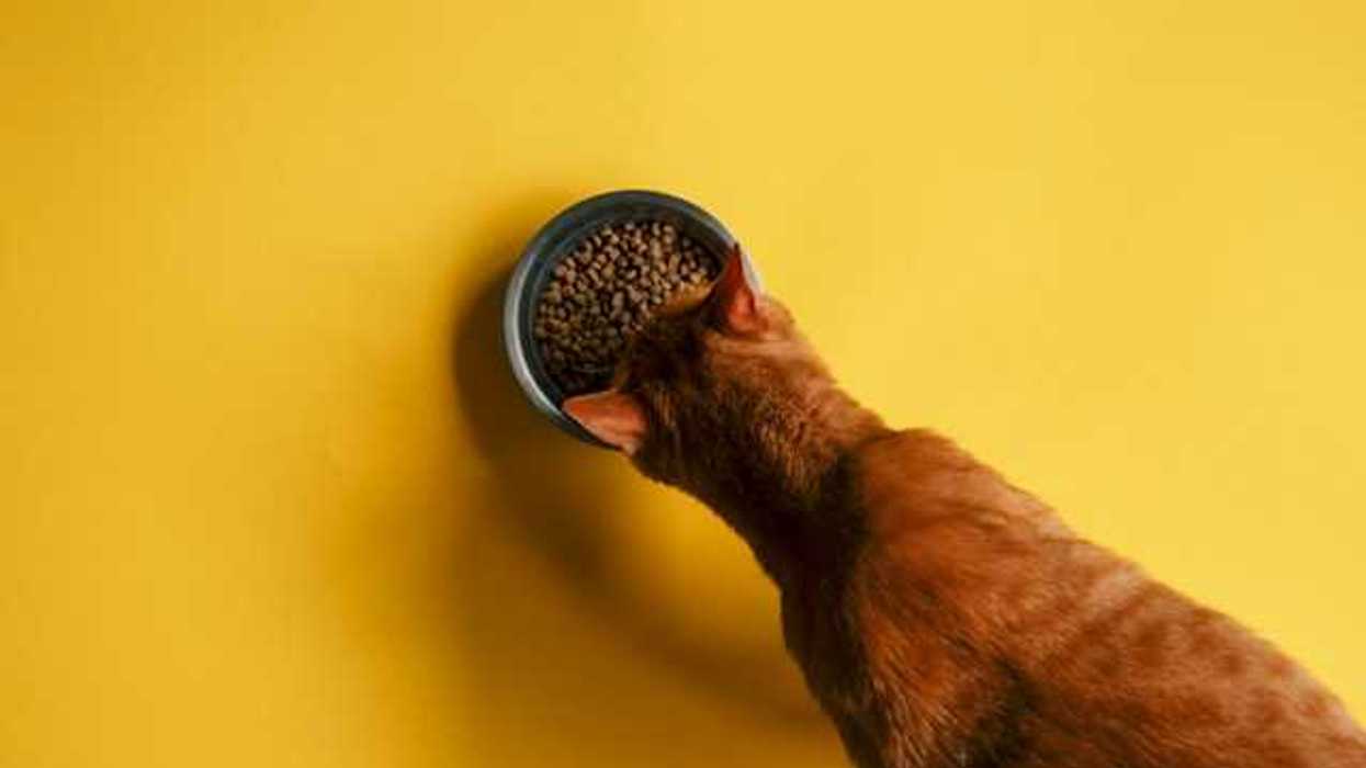 An overhead view of a cat eating dry food out of a bowl