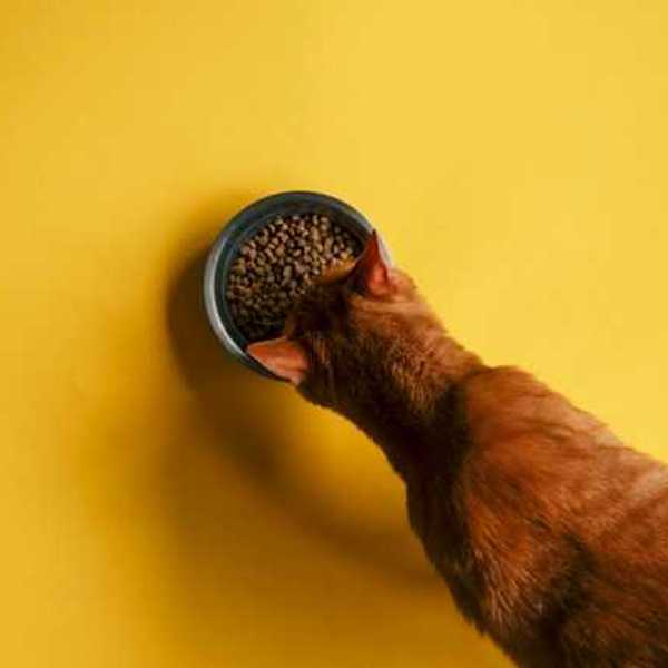 An overhead view of a cat eating dry food out of a bowl