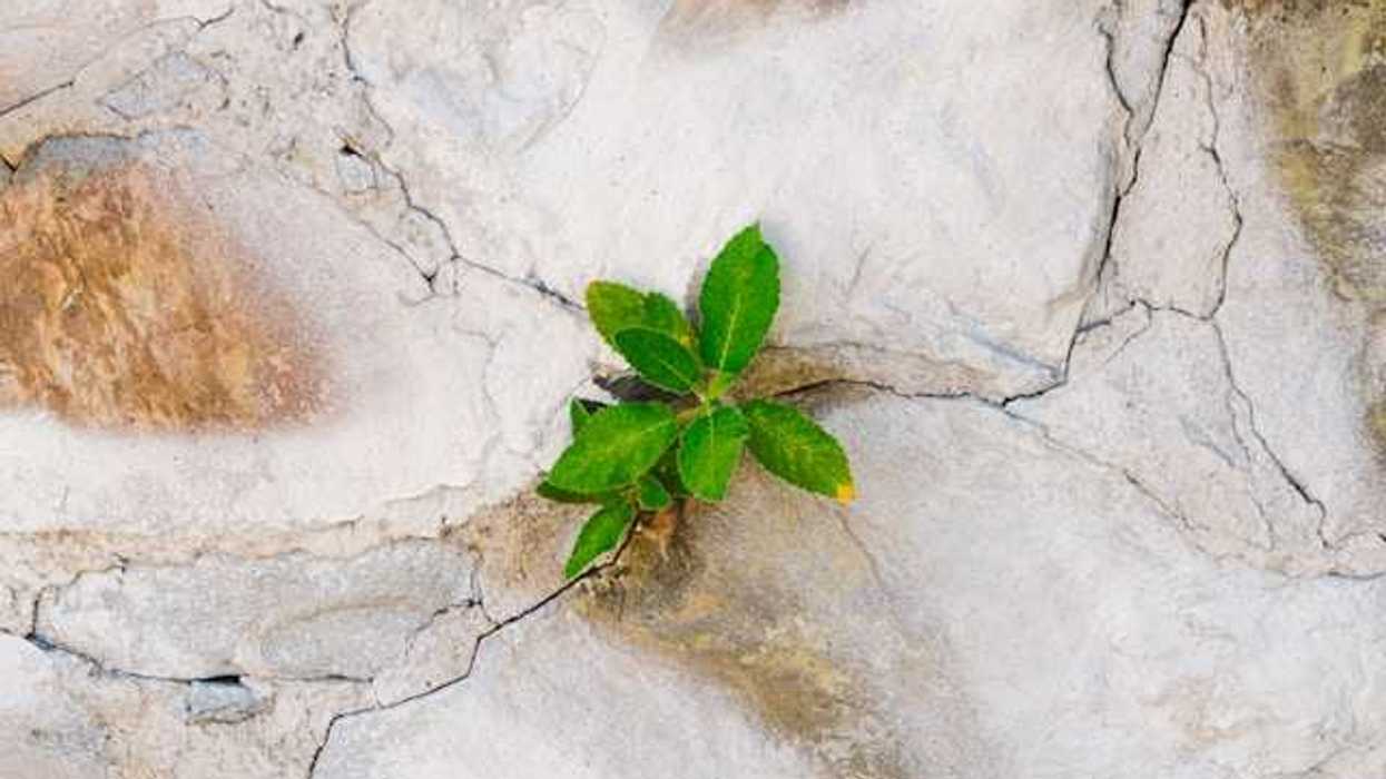An overhead view of a dried rock face with a green plant growing out of a crack