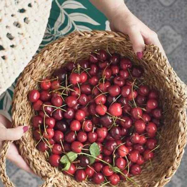 An overhead view of a person holding a basket of red cherries