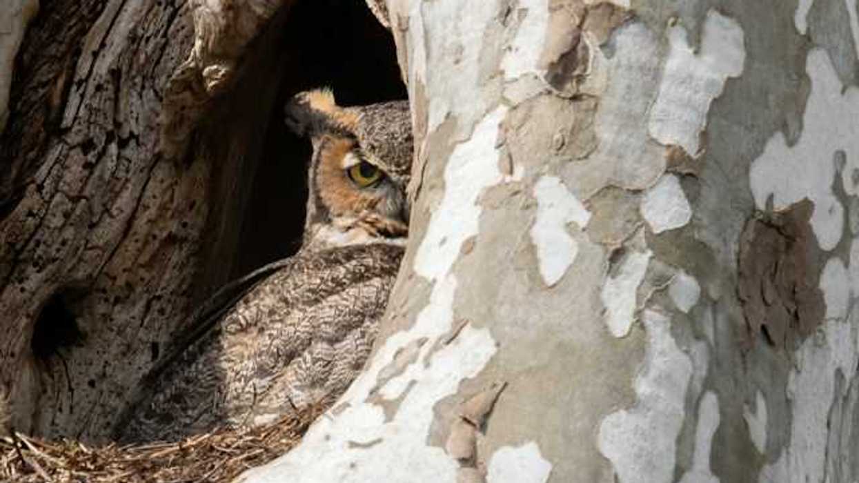 An owl peering out from its nest in a tree cavity