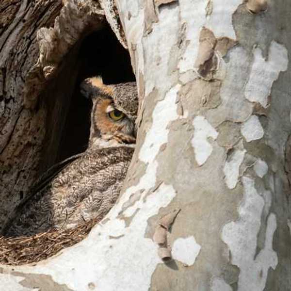 An owl peering out from its nest in a tree cavity