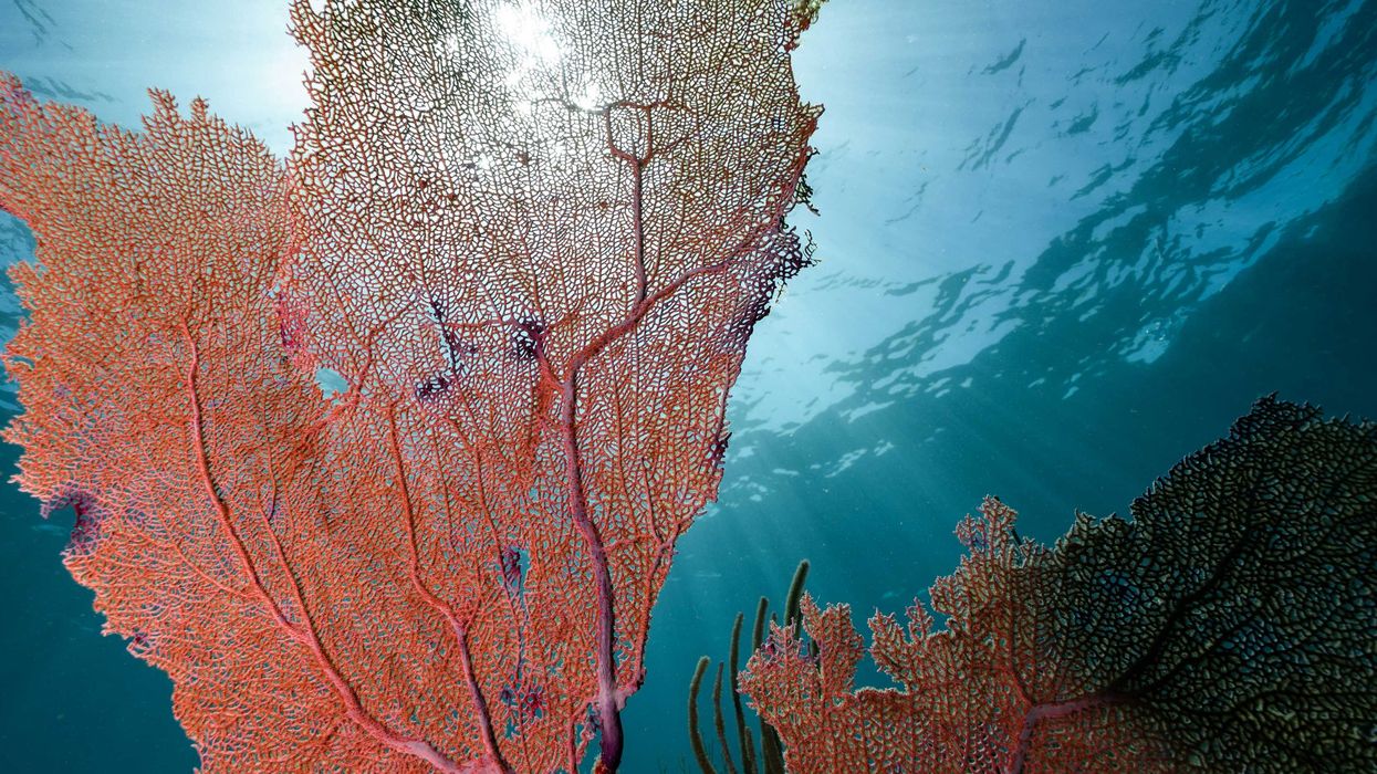 An underwater view of a red sea plant in the ocean with the sun shining through the surface.