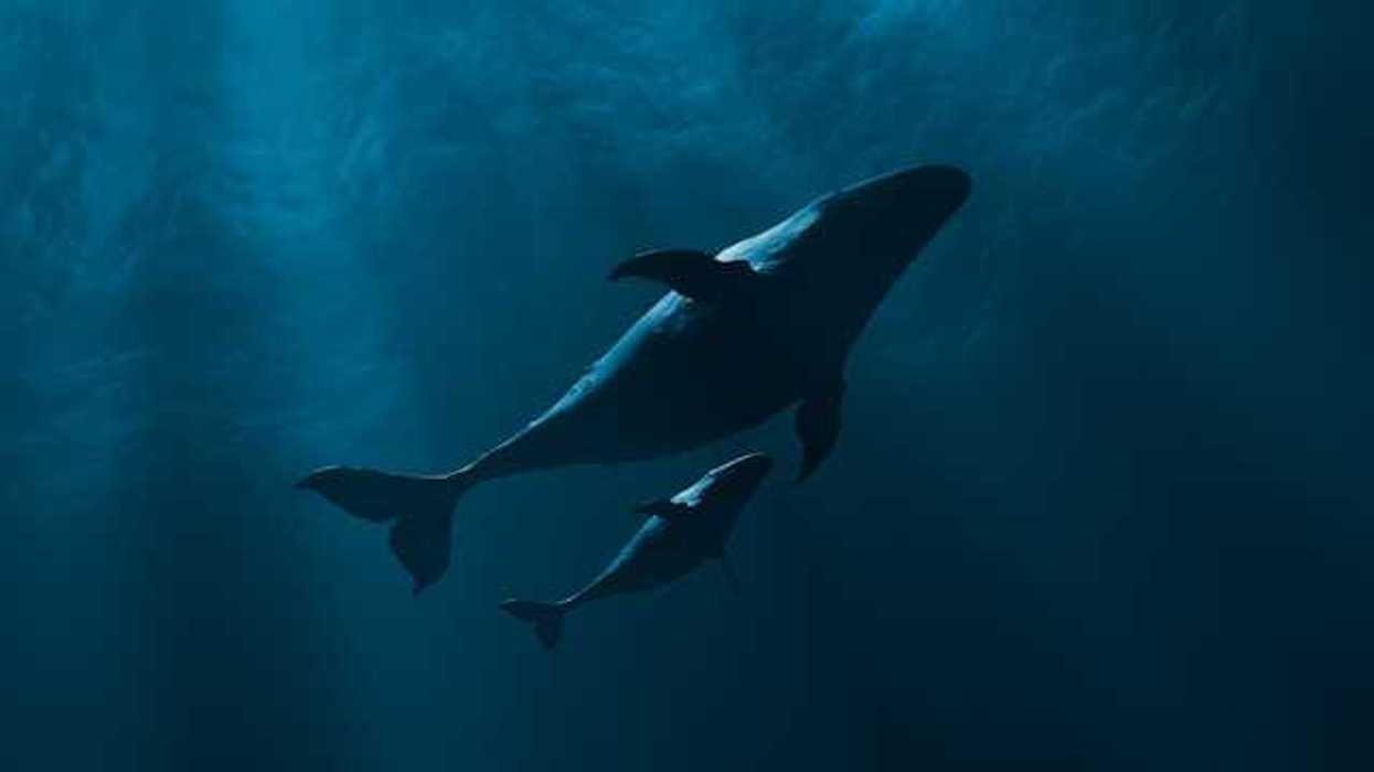 An underwater view of a whale and her calf