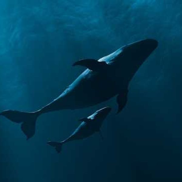 New study finds marine animals are born carrying ‘forever chemicals’