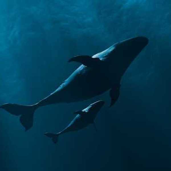An underwater view of a whale and her calf