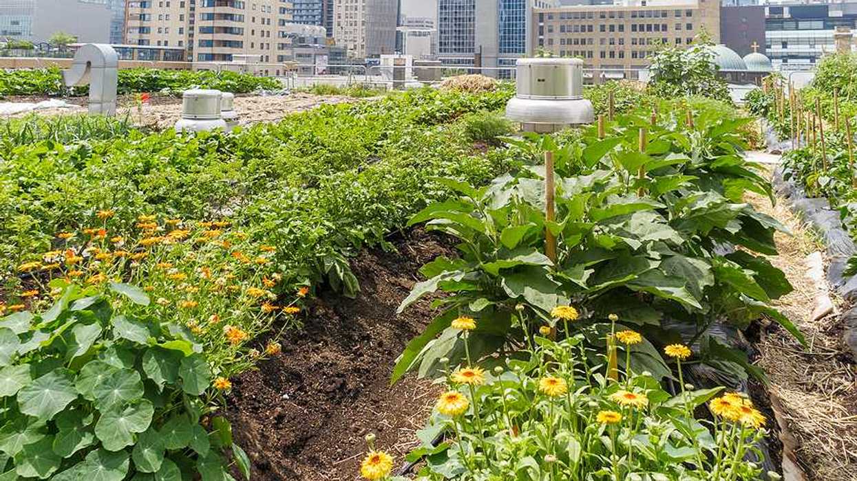 An urban farm growing on a roof with a city skyline in the background