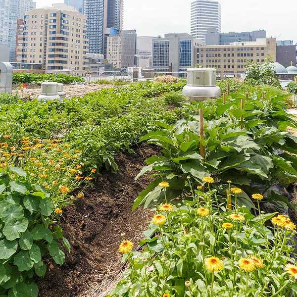 An urban farm growing on a roof with a city skyline in the background