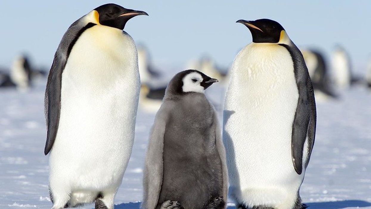 Antarctic microplastic pollution