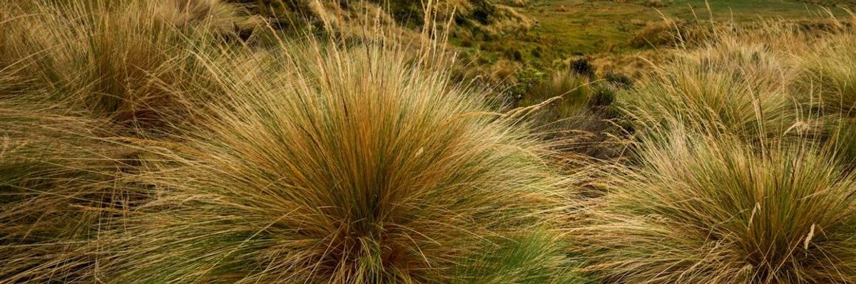 Antisana, Ecuador páramo landscape with misty mountains in background.