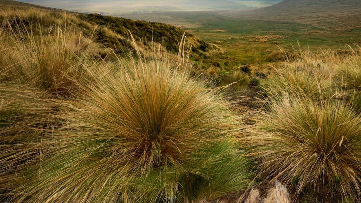 Antisana, Ecuador páramo landscape with misty mountains in background.