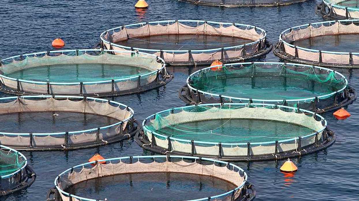Aquaculture holding tanks for farmed fish
