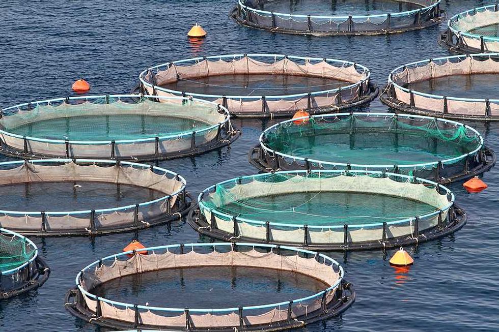 Microplastics may cut aquaculture output by up to 18%, study finds