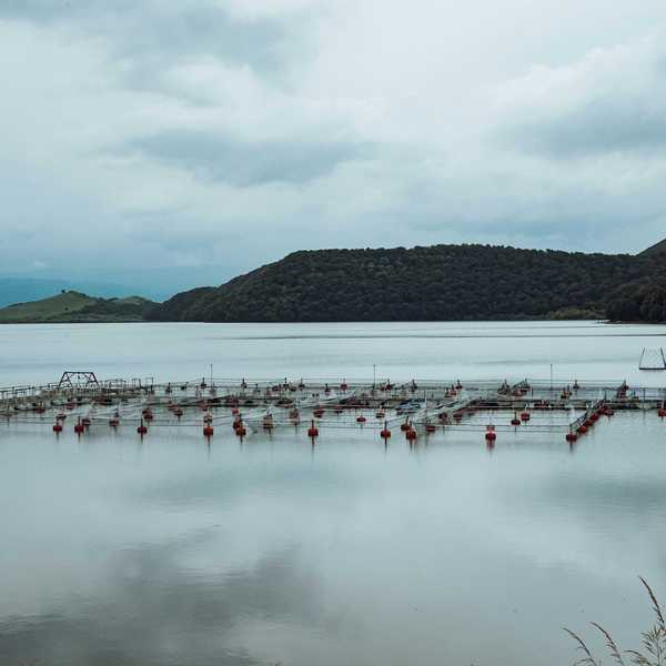 Aquaculture operation on the water with mountains in background.