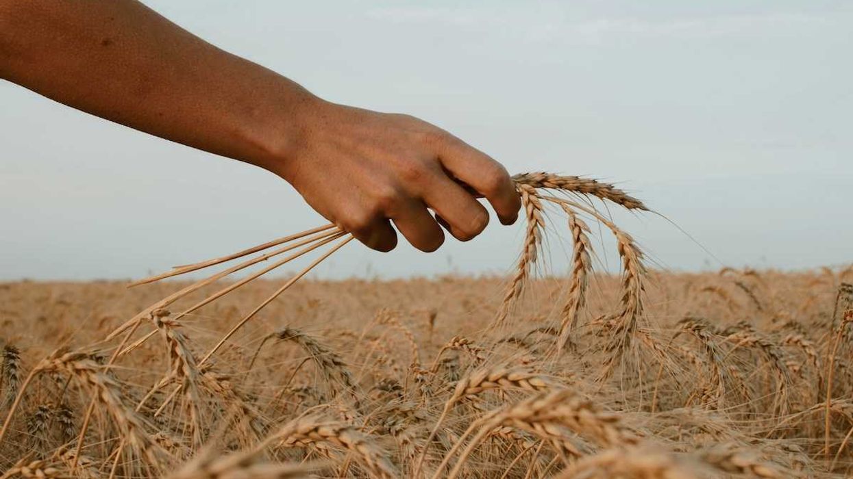 Arm and hand holding wheat against a wheat field backdrop