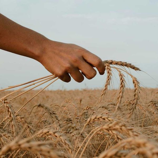 Arm and hand holding wheat against a wheat field backdrop
