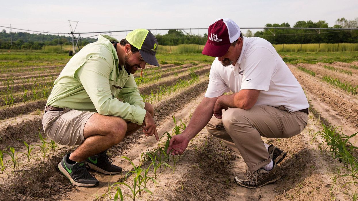 atrazine pesticide