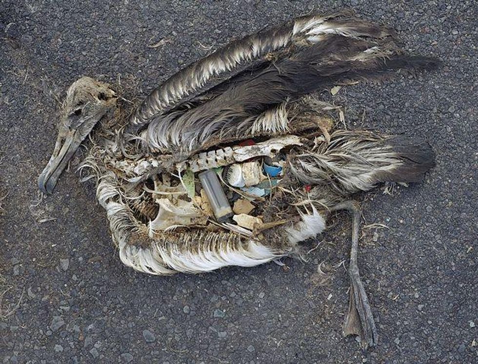 ave albatros contaminaci\u00f3n pl\u00e1sticos