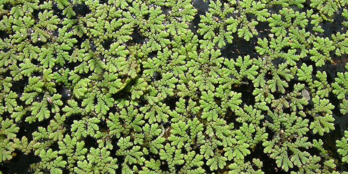 Exploring the potential of azolla as a future food source - EHN