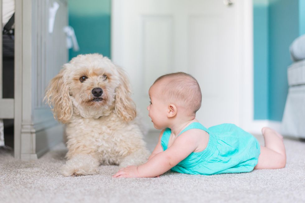 baby crawling near beige poodle dog on carpet.