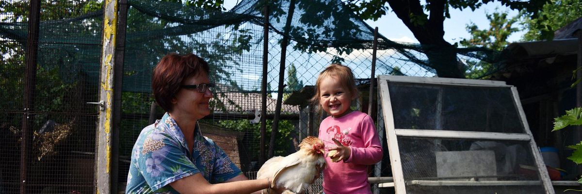 backyard chickens eggs