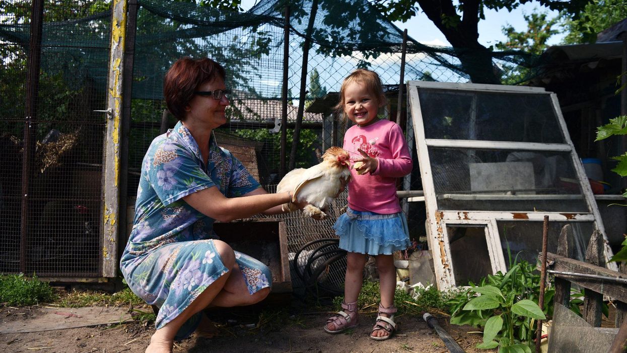 backyard chickens eggs