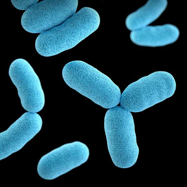 bacteria