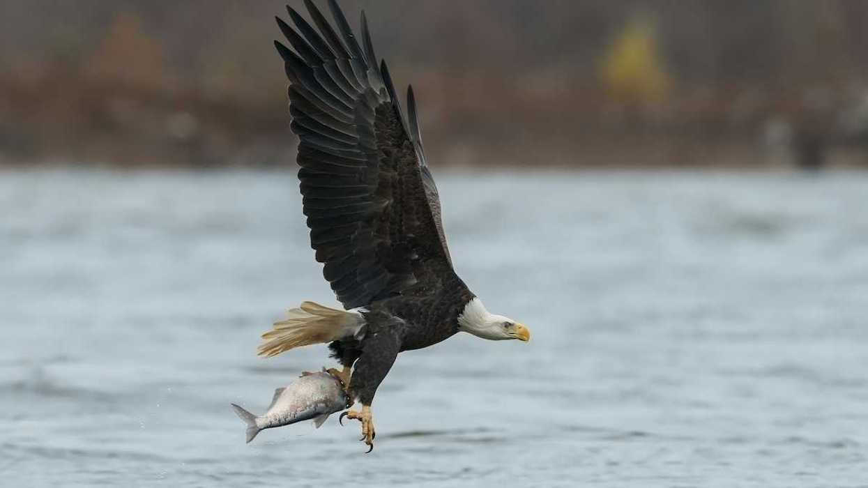 Bald eagle flying over water with a fish in its talons