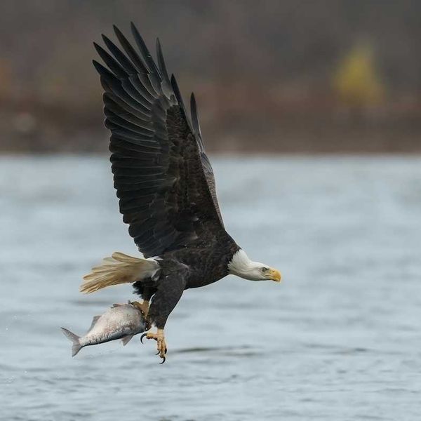 PFAS from 2024 spill are showing up birds in Harpswell, Maine