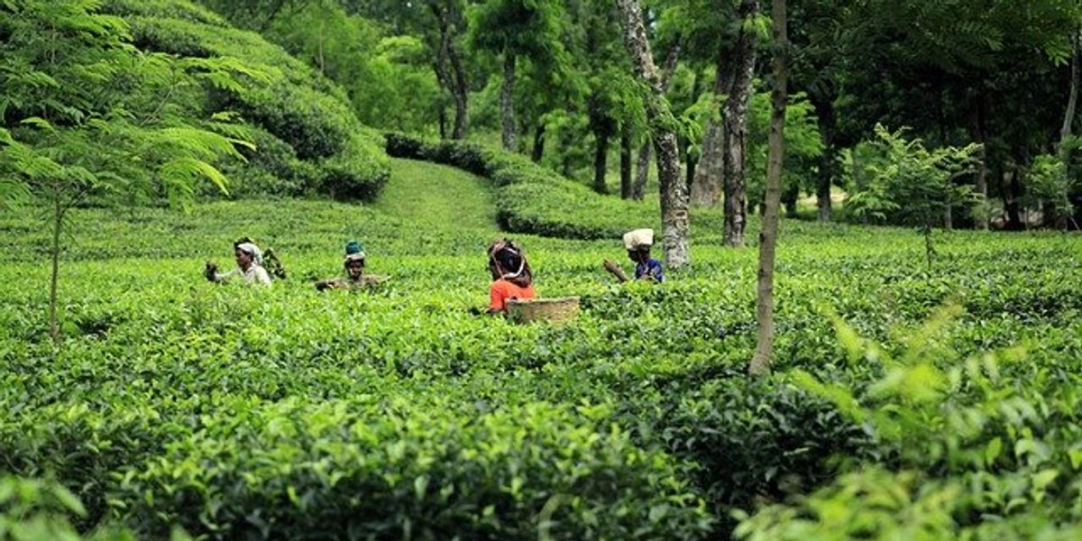 Bd Tea Bangladesh's tea production: a threat to biodiversity and health - EHN