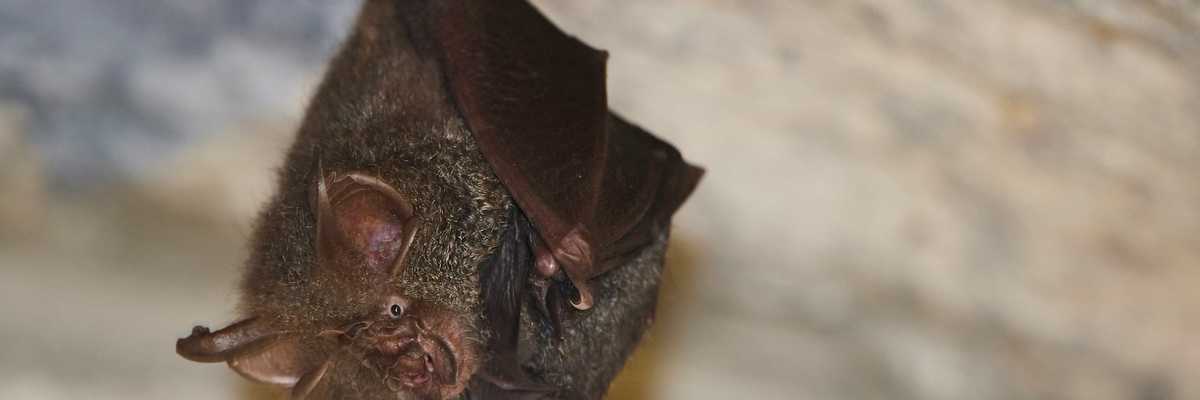 bat hanging from rock.