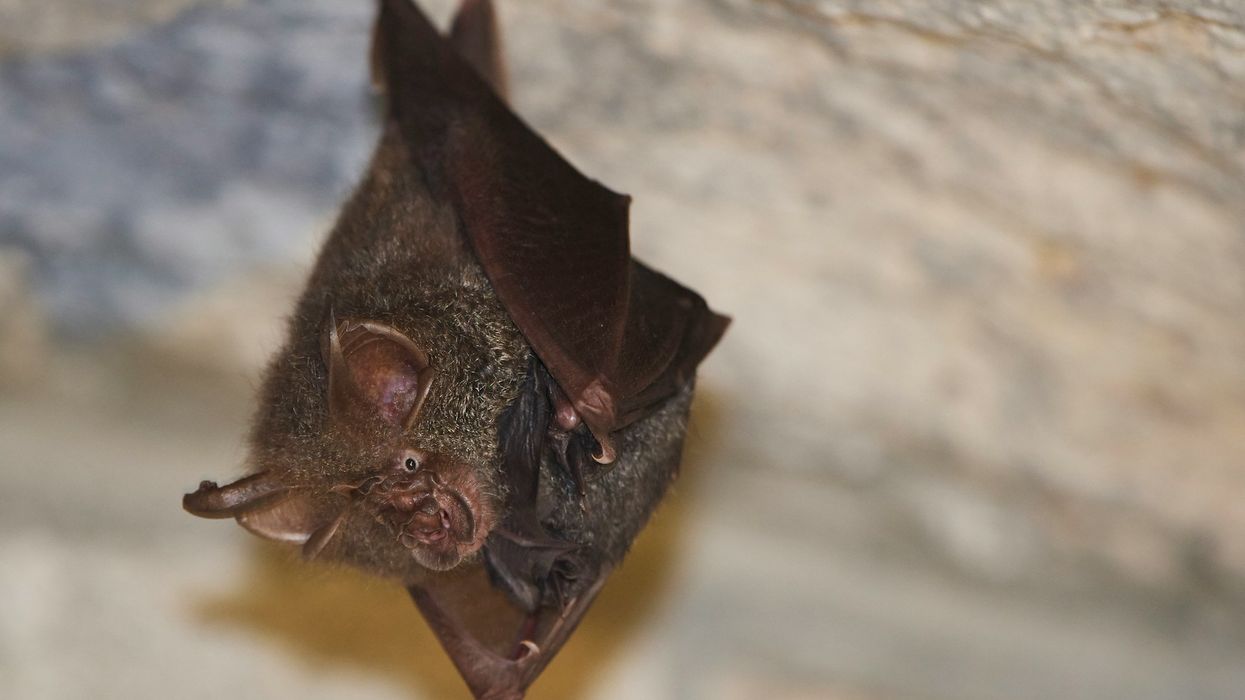 bat hanging from rock.