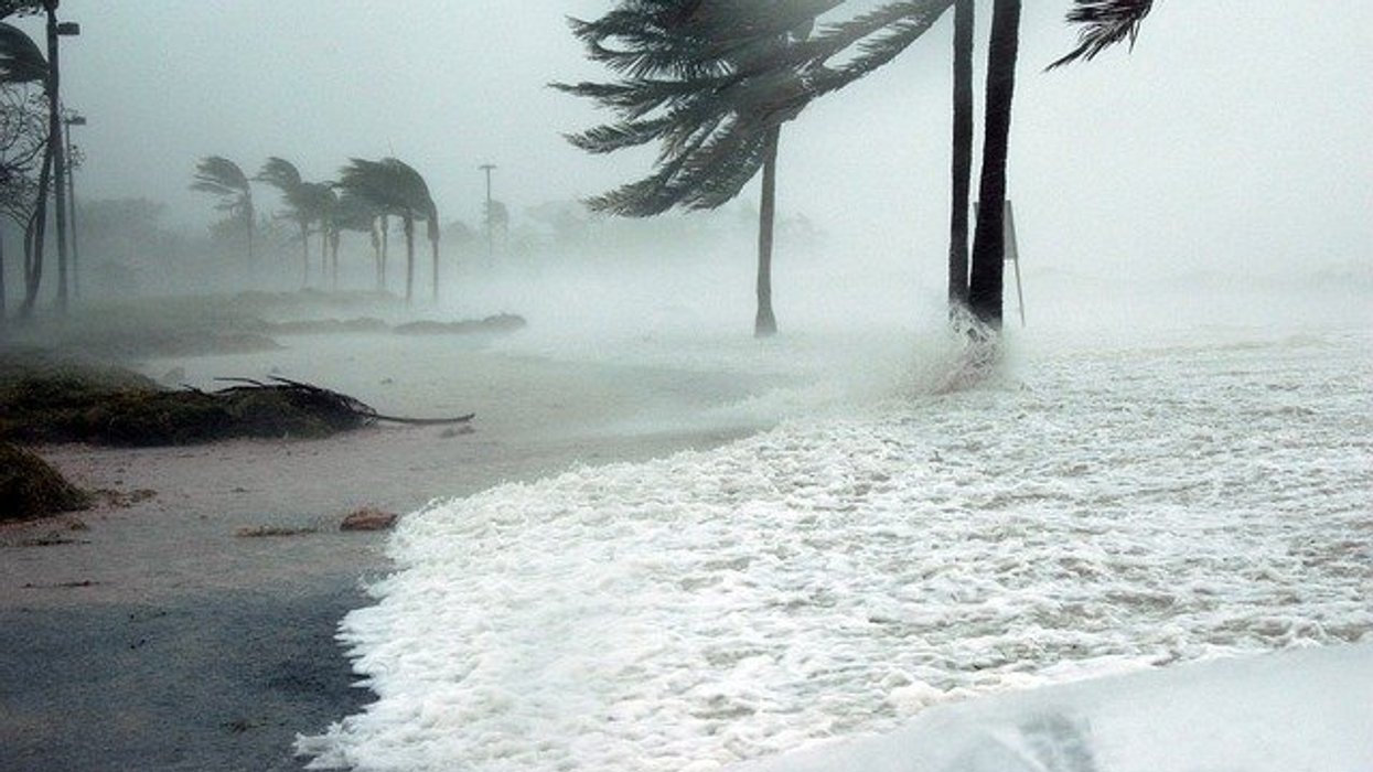 Beach with strong winds blowing palm trees and surf.
