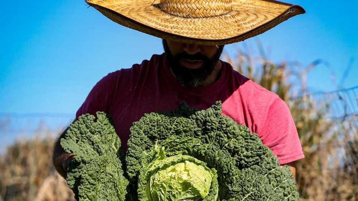 Bearded man in broad-brimmed straw hat and red tee-shirt displaying a huge cabbage