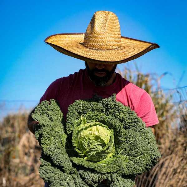 Bearded man in broad-brimmed straw hat and red tee-shirt displaying a huge cabbage
