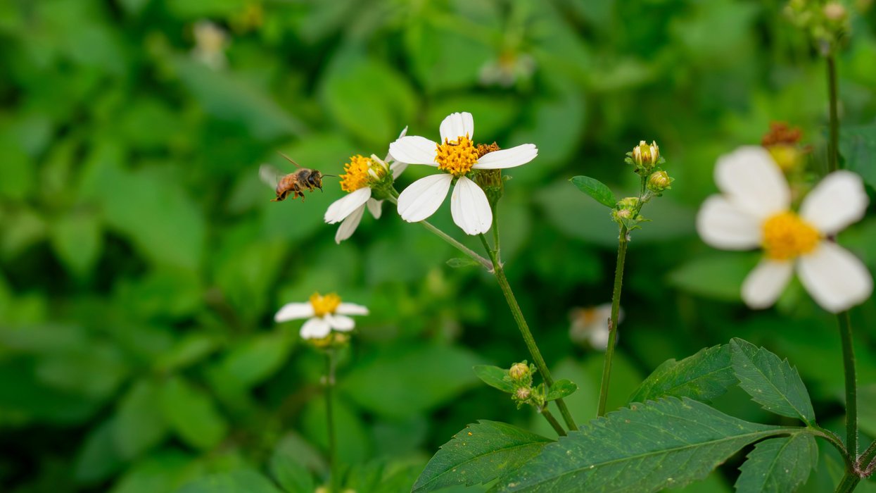 bee flying near toward flower